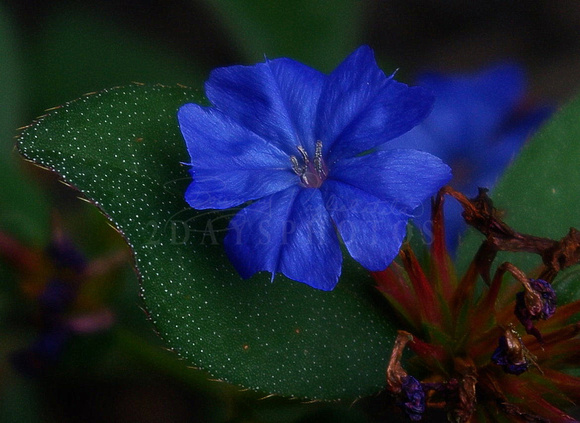 Deep Blue Flower