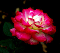 Cherry Parfiat Rose in Bloom