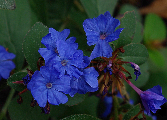 Stunning Blue Flowers