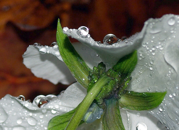White pansy with raindrops