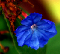 Soft painint like picture of deep blue flowers