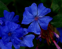 Raindrops on deep blue flowers