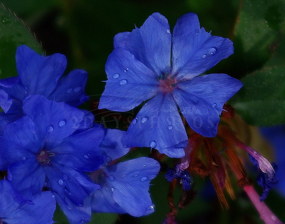 Raindrops on deep blue flowers