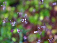 Tiny flowers raindrops Organic Impressionist Style Photo