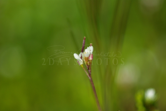 Lonly Tiny White Flower - Organic Photo Impressionism