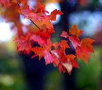 Red fall Leaves