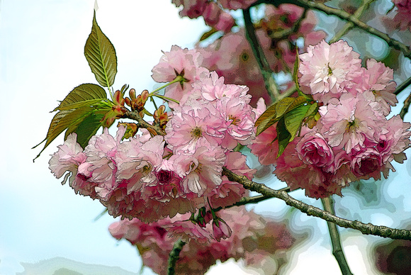 Artistic Cherry Blossoms