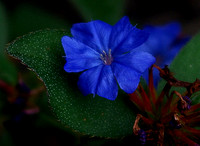 Deep Blue Flower
